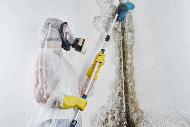 Best Attic Mold Removal  in Malden, MO