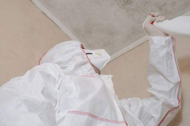 Certified Mold Removal in Malden, MO