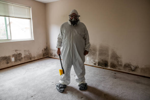 Best Mold Damage Repair  in Malden, MO