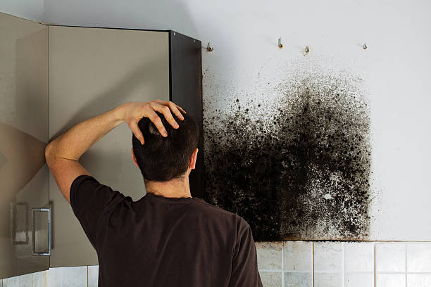 Best Black Mold Removal  in Malden, MO