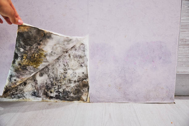 Best Home Mold Removal  in Malden, MO